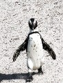 Pinguin0006h * 508 x 660 * (475KB)